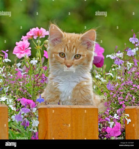 Kitten Ginger Tabby Sitting In Flower Basket Stock Photo Alamy