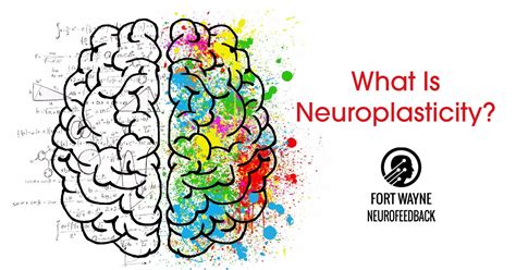 Understanding Neuroplasticity Fort Wayne Neurofeedback