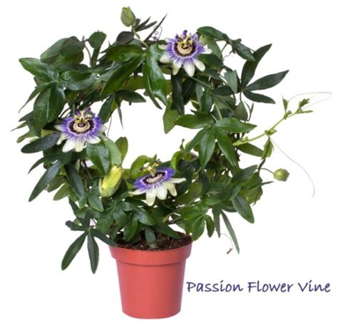 Growing Passion Flower In Pots The Ultimate Guide Dura Planters