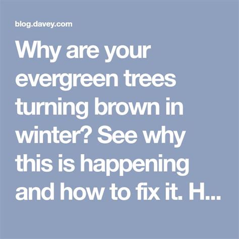 The Words Why Are Your Evergreen Trees Turning Brown In Winter See