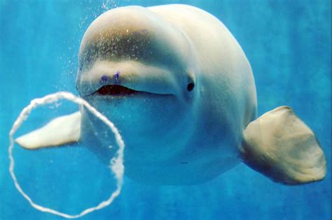 Worlds First Sanctuary For Beluga Whales To Open In Iceland New
