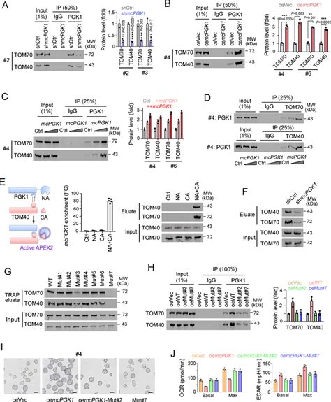 Mcpgk1 Promotes The Binding Of Pgk1 And Tom40 Complex A B Immunoblot Download Scientific