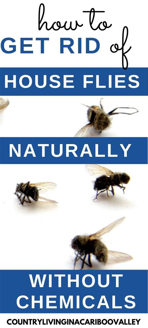 Natural Ways To Get Rid Of House Flies House Fly Traps House Fly