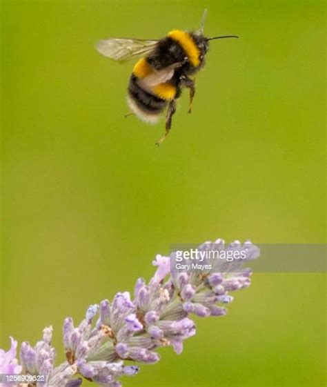 Bumblebee Flying Photos And Premium High Res Pictures Getty Images