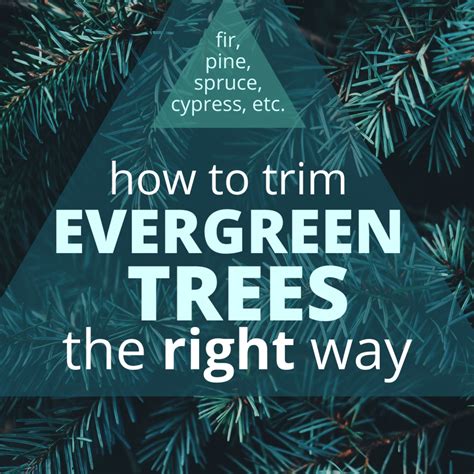 Why Not To Limb Up Evergreen Trees Dengarden