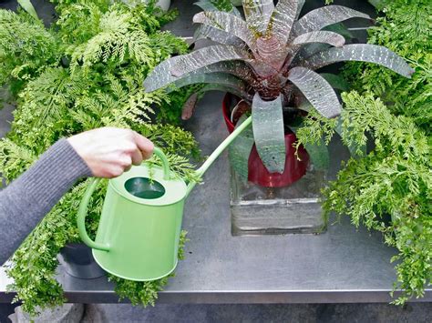 The Proper Care & Feeding Of Indoor Plants | Indoor plant care, Indoor plants, Indoor plants 