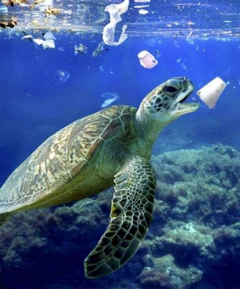 The Ongoing Devastating Results For Animals In A Plastic