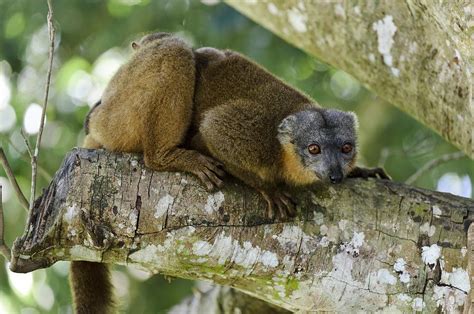 Collared Brown Lemurs Photograph By Matthew Oldfield Fine Art America