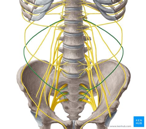 Iliohypogastric Nerve Anatomy And Function Kenhub My Xxx Hot Girl