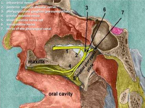 Ppt Infratemporal And Pterygopalatine Fossae Powerpoint Presentation