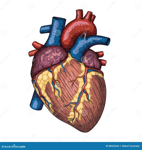 Human Heart Hand Drawn Anatomical Sketch Stock Vector Illustration