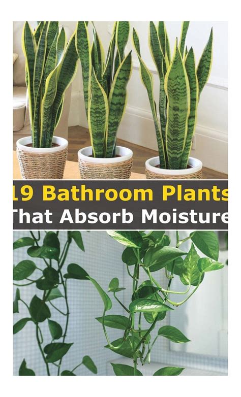 Indoor Plants Bathroom Plants That Absorb Moisture Renews