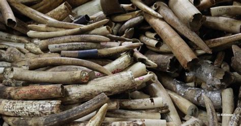 The Singapore Ivory Seizure A Landmark Bust Which Drove Changes In The