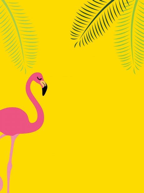 Flamingo Tropical Summer Background Free Stock Photo Public Domain