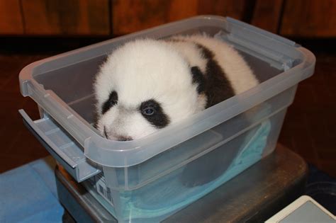 National Zoos Adorable Newborn Giant Panda Is Named Bei Bei Precious