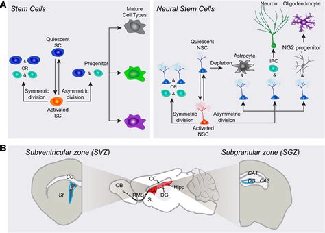Adult Mammalian Neural Stem Cells And Neurogenesis Five Decades Later Cell Stem Cell