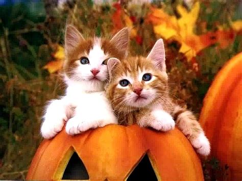 Halloween Cute Kittens Puzzles Gallery