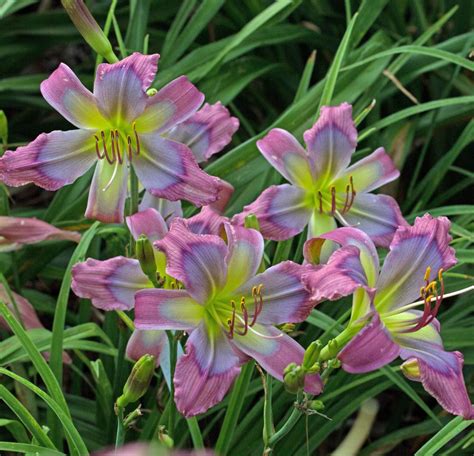 Photo Of The Entire Plant Of Daylily Hemerocallis Blue Viper Posted