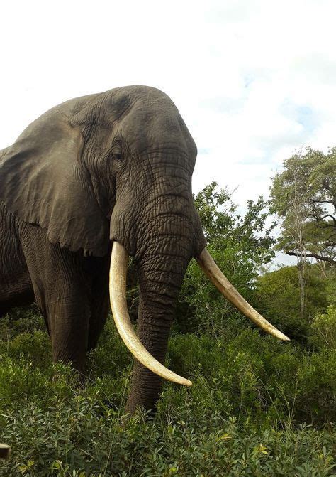 Giant Tusks On An African Elephant Elephant Elephants Photos