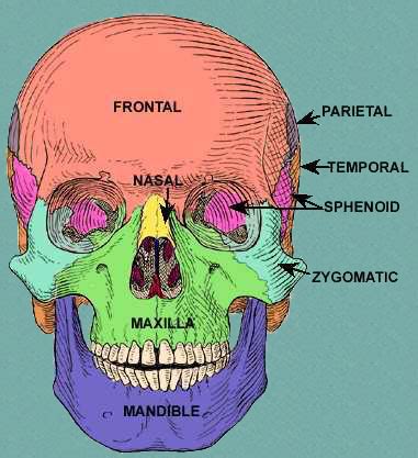 The head and the face together form the skull. Skull, Scalp and Superficial Face
