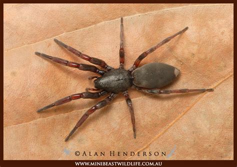 Maybe you would like to learn more about one of these? Do White tail spiders cause necrosis? Putting spider bites ...