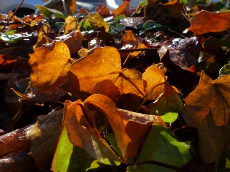 Orange Leaves Free Stock Photo Public Domain Pictures