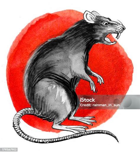 Angry Rat Stock Illustration Download Image Now Anger Animal