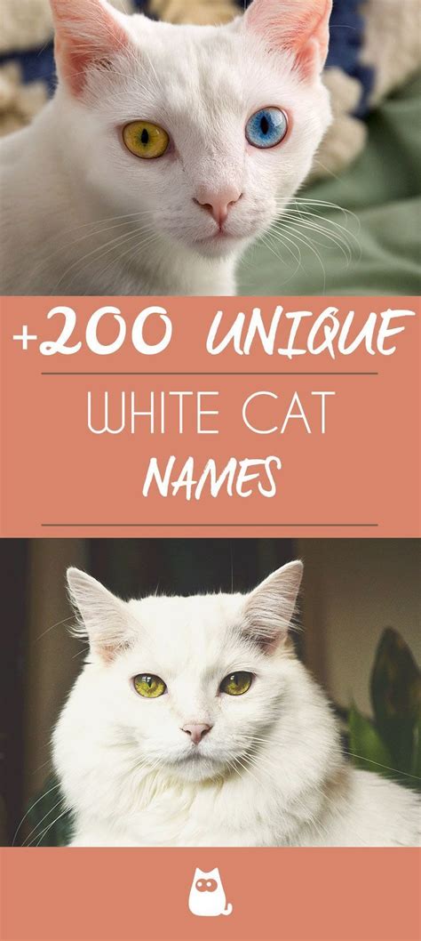 So, do little research about cats after thinking about the names? White Cat Names - Male and Female - Cat Names - #Cat # ...