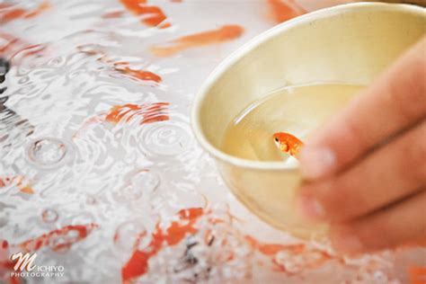 お祭りの金魚すくい Gold Fish Scooping Michiyo Wh Flickr