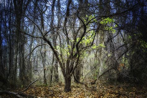 Imagini De Fundal Parc Toamnă Copac Cădea Peisaj Pădure Pentru