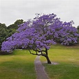 The flowering Jacaranda tree in spring | Jacaranda tree garden ...