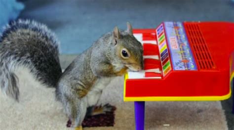 Sammy The Piano Playing Squirrel Returns To Calendar Itv News Calendar