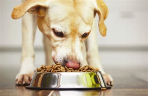 Dog Nutrients 101 Nutrition For Small Dog Breeds