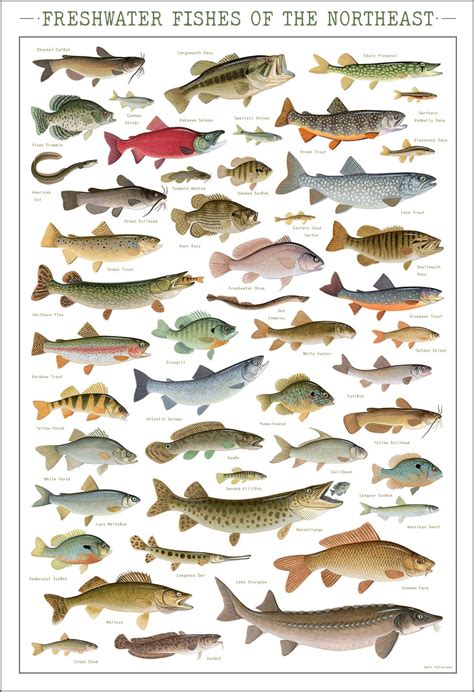 Freshwater Fishes Of The Northeast Poster 13x19 Inch Print Etsy Australia