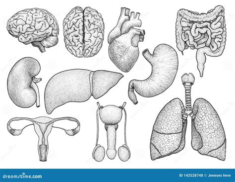 Human Organs Collection Illustration Drawing Engraving Ink Line Art