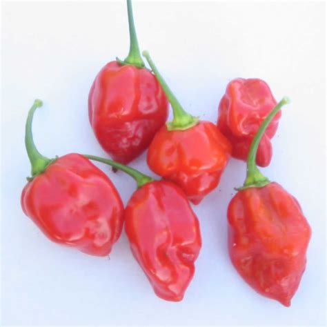 Caribbean Red Habanero Hot Pepper Garden Seeds 250 G Packet 30 Seeds