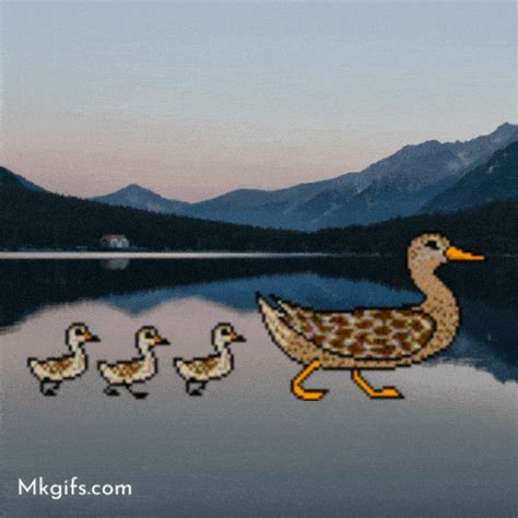 Animated Duck  Images Walking Duck  And More Mk