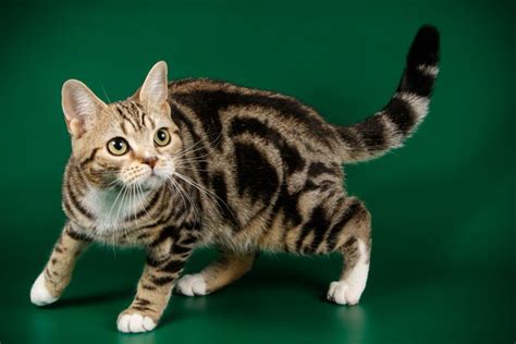 Top 10 Most Popular Cat Breeds In The Us Facty