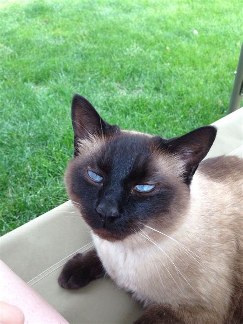 Beautiful Siamese Cat With Amazing Blue Eyes Siamese Cats