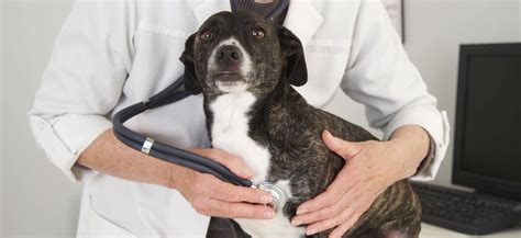 10 Typical Pitbull Health Problems You Should Know About Asap
