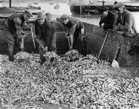 Lots Of Fish The Picture Shows Fishermen Loading The Small Sprats In