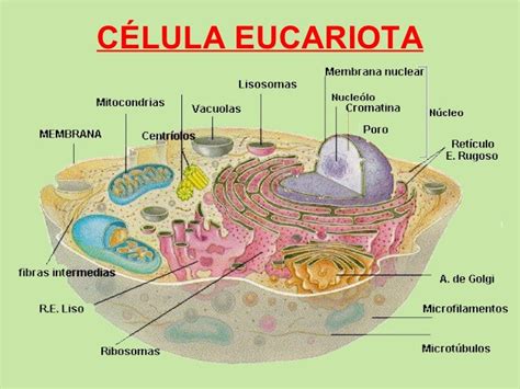 Celula Eucariota Con Sus Organelos Govir Images