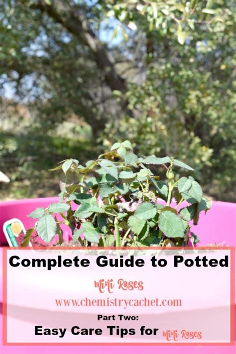 Mini Rose Series Part Two Easy Care Tips For Potted Mini Roses