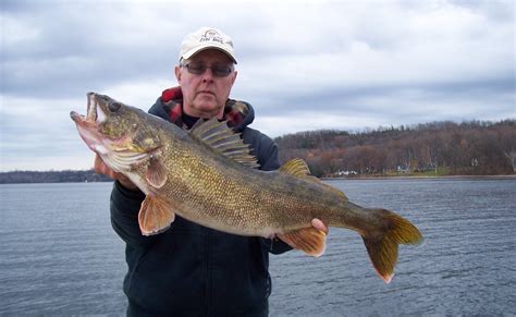 It is 77.67 miles (125 km) long. My Longest Walleye - In-Fisherman