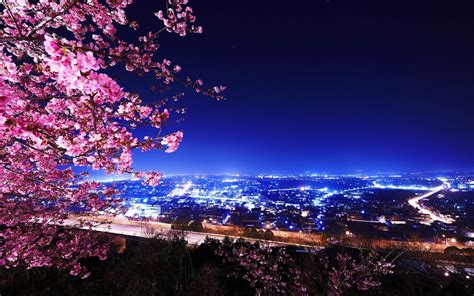 Cherry Blossom Tree At Night Wallpapers Top Free Cherry Blossom Tree