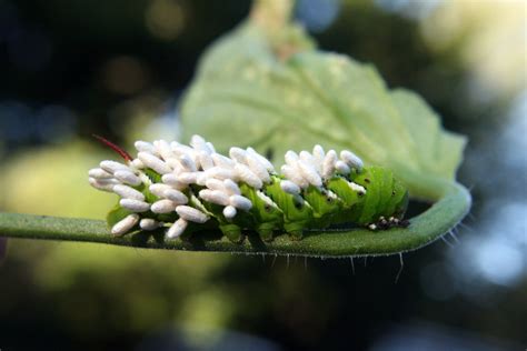 Whether it's windows, mac, ios or android, you will be able to download the images using download button. Tomato Hornworm with Parasitic Wasp Eggs | A natural ...