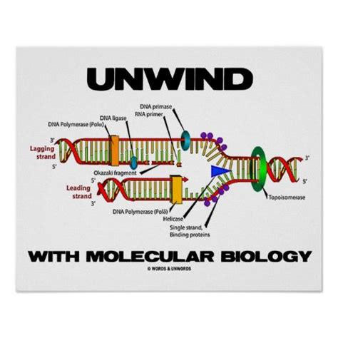 In molecular biology, dna ligase is a specific type of enzyme, a ligase, (ec 6.5.1.1) that facilitates the joining of dna strands together by catalyzing the formation of a phosphodiester bond. Unwind With Molecular Biology (DNA Replication) Poster ...