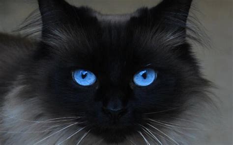 Blue Eyed Cats Inspiration Photos
