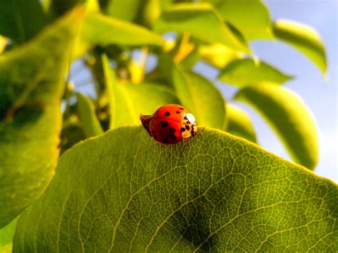 Free Picture Ladybug Insect Green Leaves Close