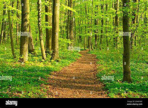 Semi Deciduous Forest High Resolution Stock Photography And Images Alamy